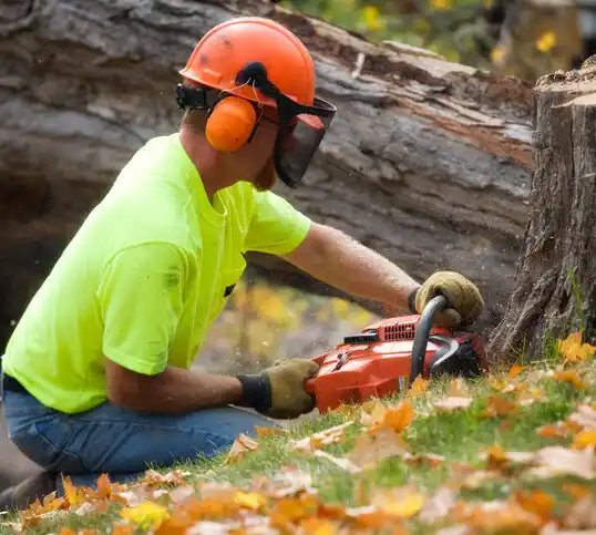 tree services Forked River